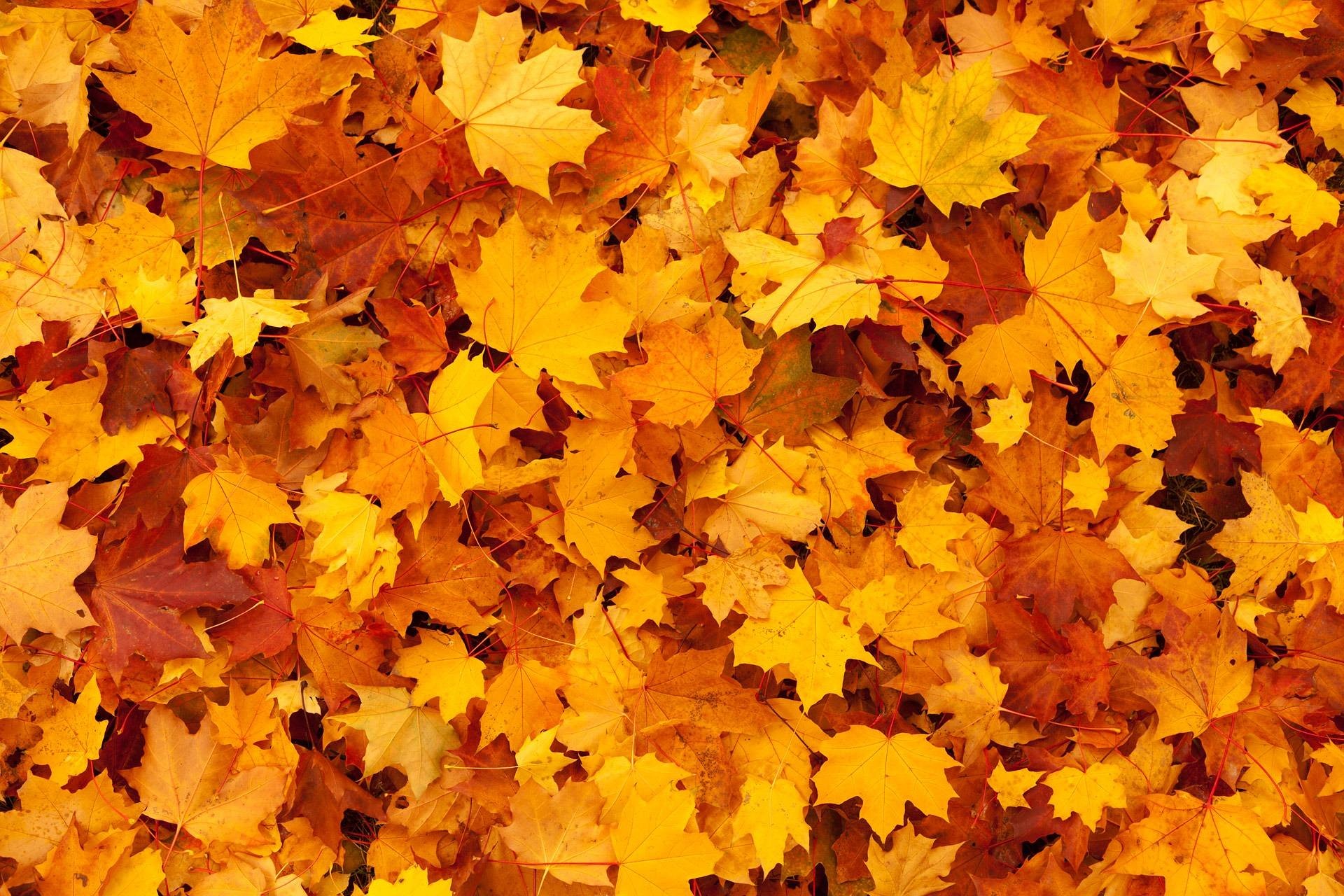 Denme-4
